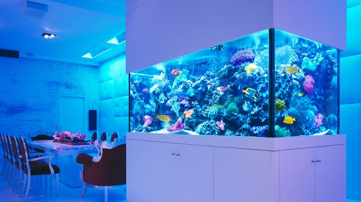 Choosing the Right Aquarium Light