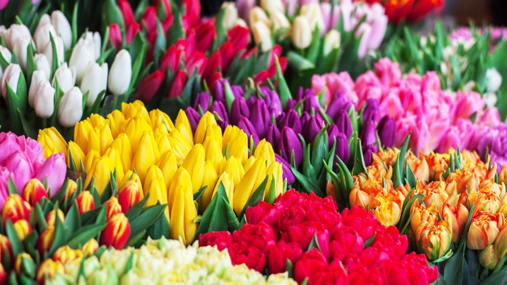 Florist Shop Lighting